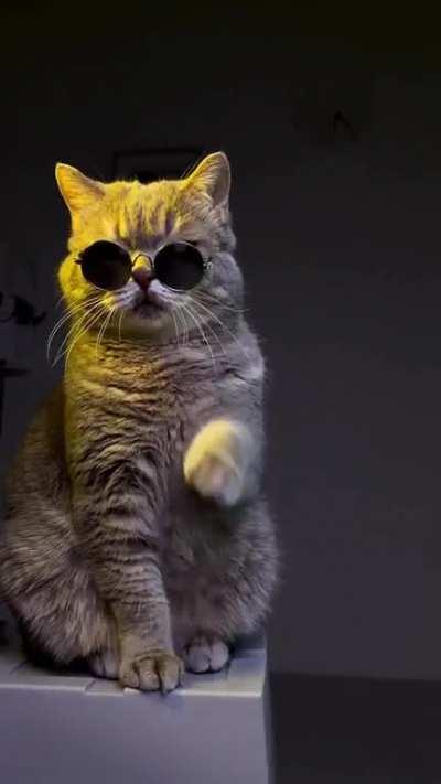 Professional photoshoot for this cool cat ;)