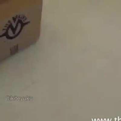 Não seja um lolicon