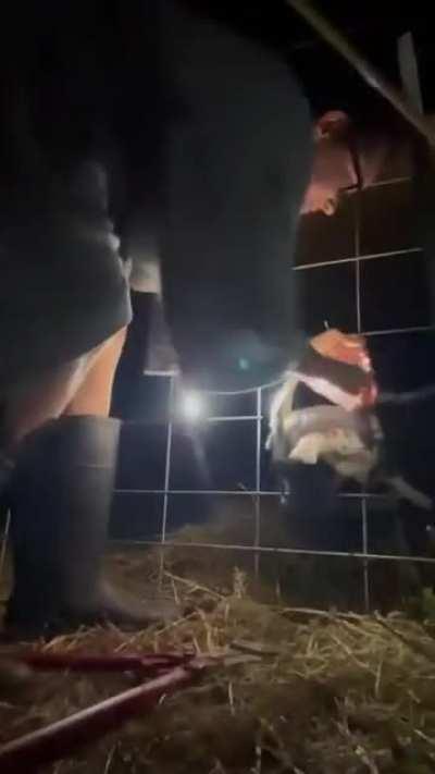 Donkey wakes owner to alert her that his goat friend is stuck in the fence