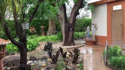 Hambi & Buhle the wee yardyeens discover rain and declare it awesome