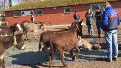 Donkeys mourn the loss of their friend.