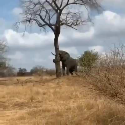 🔥 The power of the African elephant 🐘