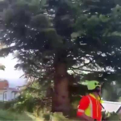 My tree people need me!