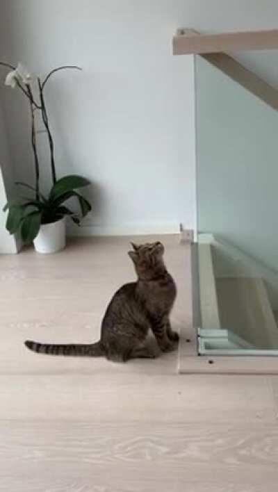 My feline people need me