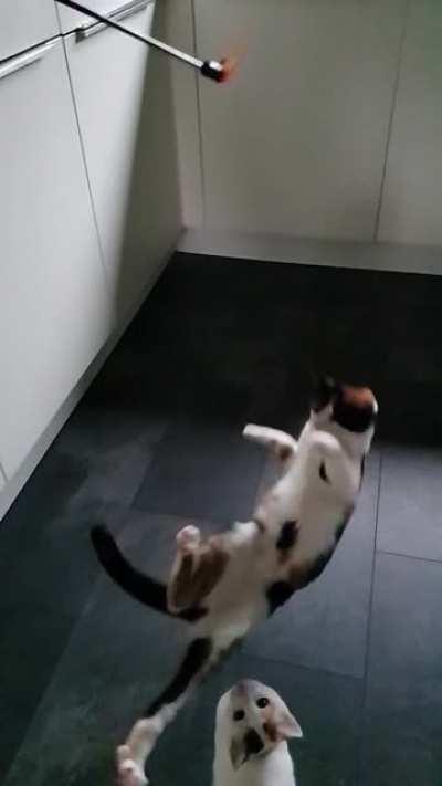 Cats don't always land on their feet. Ps. she's fine