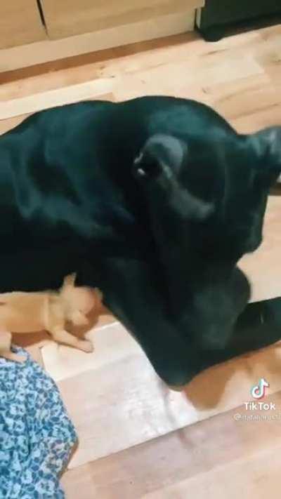 Goes for the armpit bite