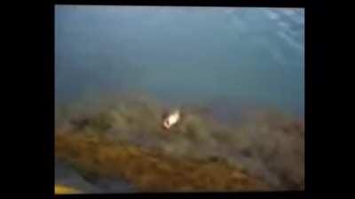 Na kas pamenat sita sedevra ir klasika?