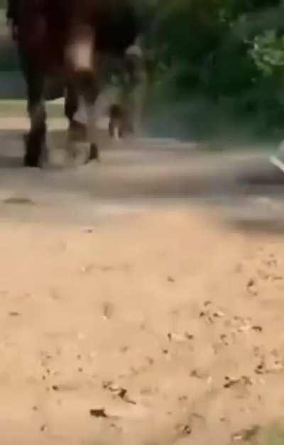 Don’t mess with horses.