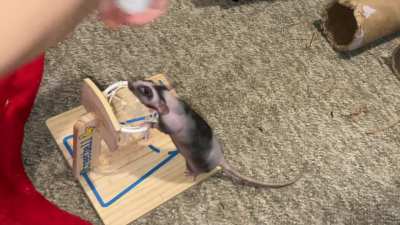 My adorable pet rat Chickpea is learning basketball - pt 3!