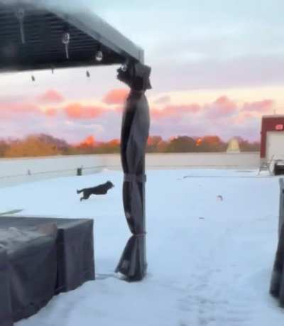 First snow of the year zoomies