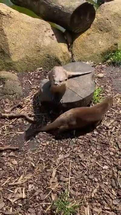 Met this squeaky boi today!