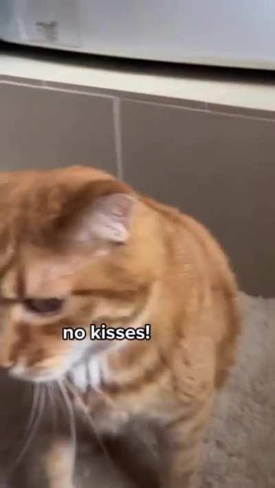 One orange braincell