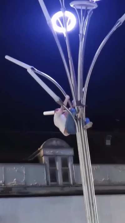 Man Rescues Stuck Bird