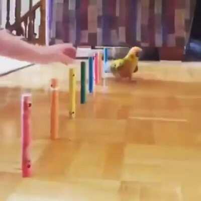 TrainingBirb