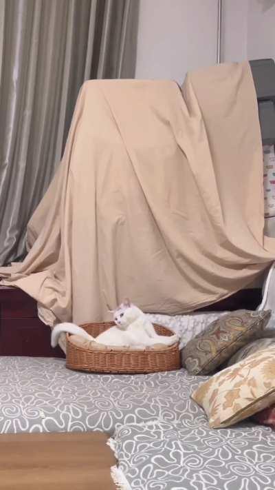 Nothing happened, the cat continued to sleep