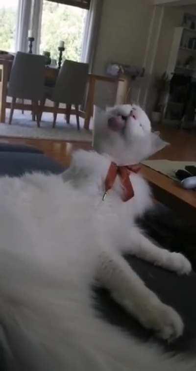 My dumb boy is doing his best