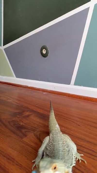 I like taking slo mo vids of my boy Khorsheed, thought I would post one for reddit!