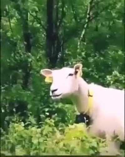 Are Perfectly cut laughs allowed?