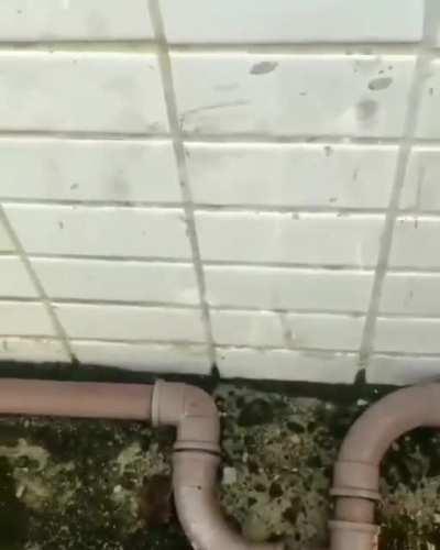 Working harder to avoid moving a brick.