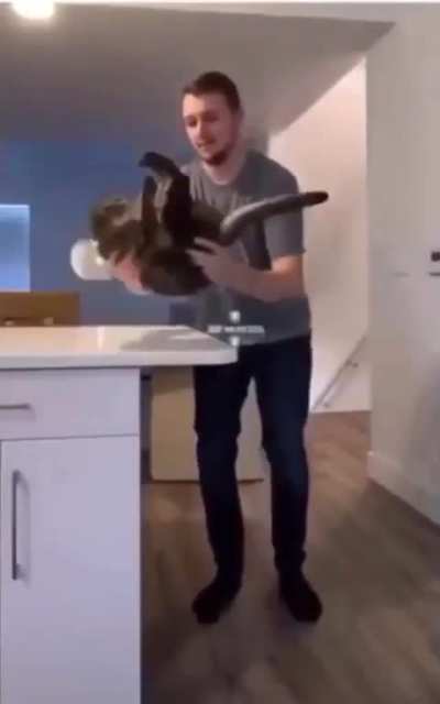 Cat lands on feet no matter what