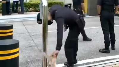 An officer who couldn't resist the urge to keep on playing with a cat