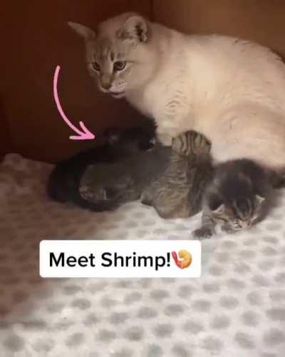 Shrimp has a mommy now