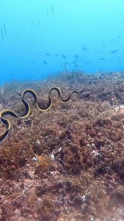 🔥The mesmerizing swimming motion of a juvenile ribbon eel 