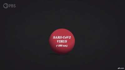 Size of a fart smell molecule compared to a CoV-2 Virus compared to a droplet that the virus rides on (It's Okay to be Smart)
