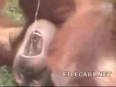 El admin lo hace con cum