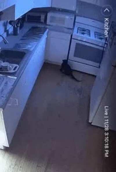 So the cats plan to jump on the counter was 