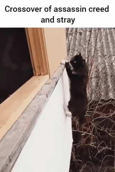 assassin creed stray