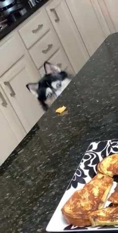 This is Lola. She likes cheese.