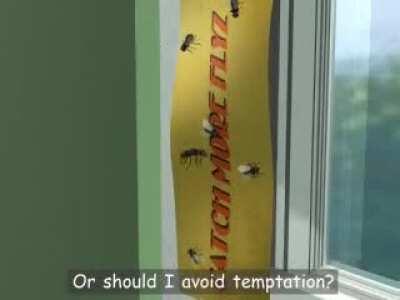 A day in the life of a house fly (2000)