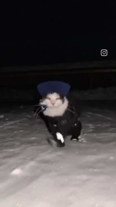 Kitty hard at work doing snow search and rescue