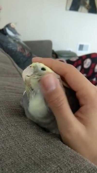 Monty gets the good scritch