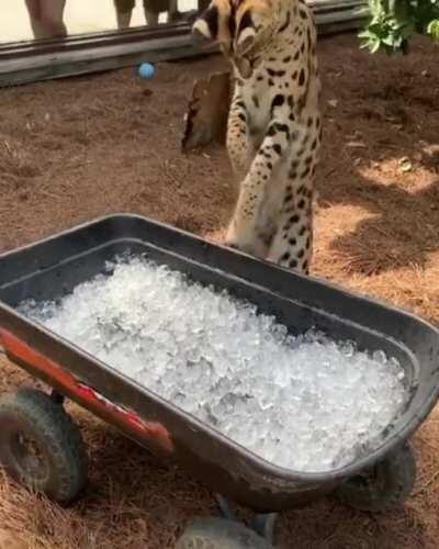 Big cat is confused by ice