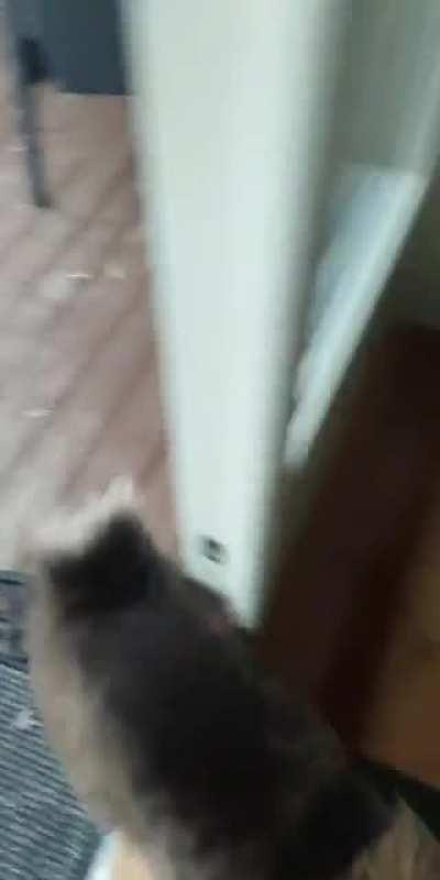 Compilation of my very fluffy cat running and yelling