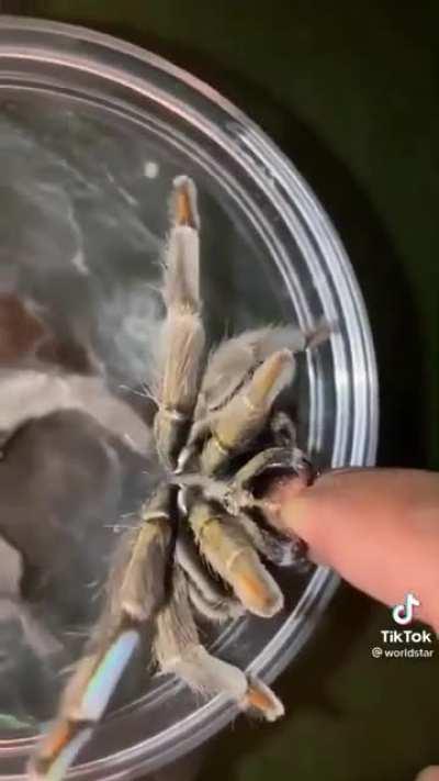 Арахнофобненько