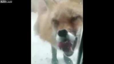 A rabid fox trying to bite through glass