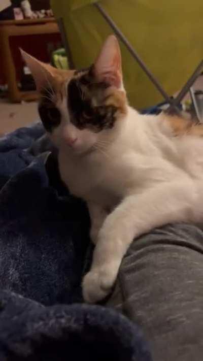 My cat throws a tantrum every time i have to get up when she’s on me, i just had to share