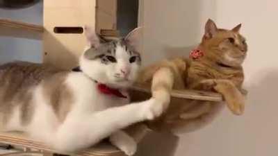 Excuse me Sir? Could you please stop that? It is very rude.