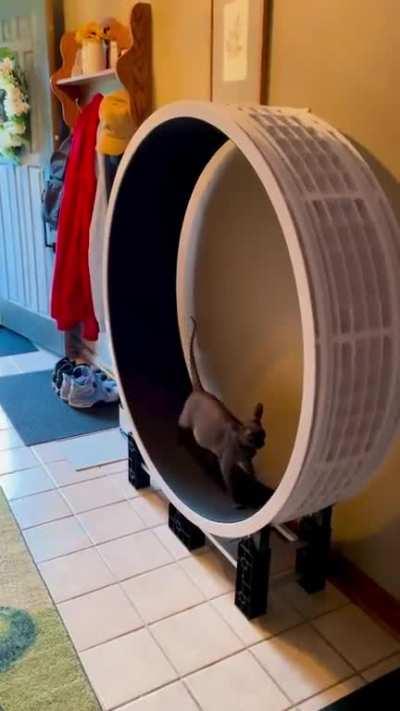 How vocal is your sphynx? Bronx is getting more chatty the older he gets. Especially when he’s not getting the attention he wants. 