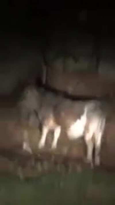 Insira aqui piada com fogareu gratis