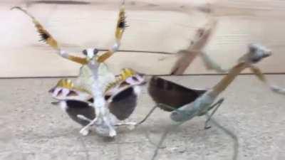Gangster insects