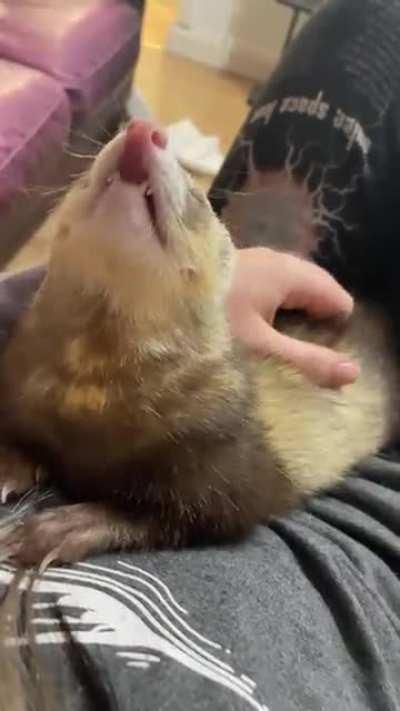 goose enjoying being fussed part 2 [oc]