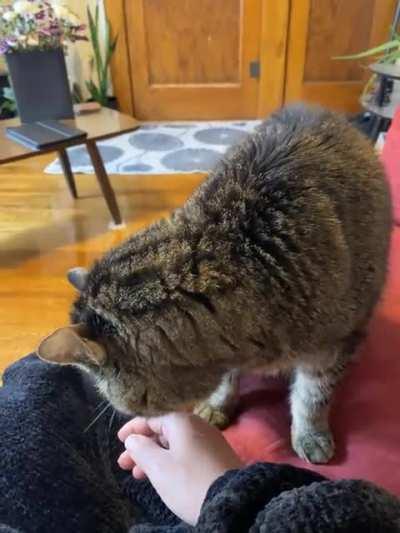 Henry is 17 but he still has no manners, he demands pets