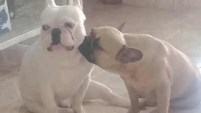 Los tortolitos en el laburo