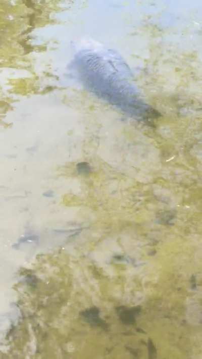 Sick Koi Fish with dropsy in the lake (trigger warning)