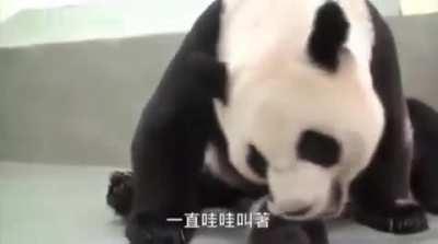 Baby Panda Meeting Mom For The First Time