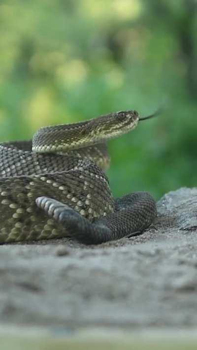 Animales venenosos en el valle de Tras La Sierra (Cordoba).